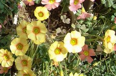 DSC07921.jpg