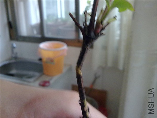 20100427300_����.jpg