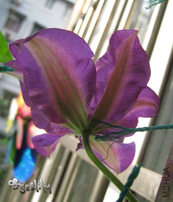 2010-04-28 �����˲�Ӱ-do.jpg