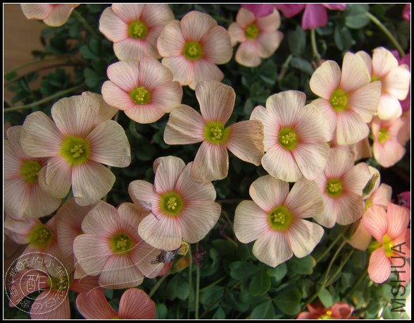 Oxalis obtusa 'Cream Puff"