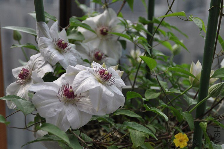 nEO_IMG_��Ƭ 006.jpg