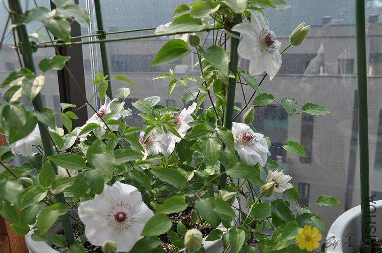 nEO_IMG_��Ƭ 007.jpg