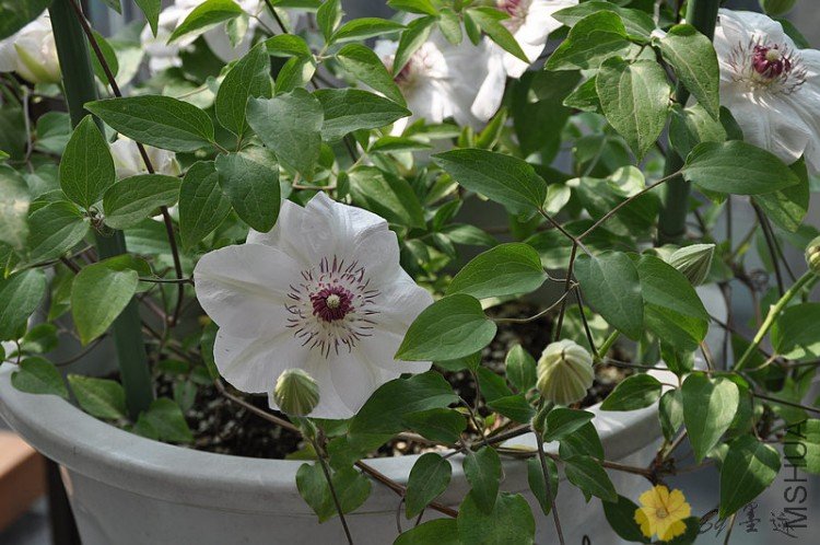 nEO_IMG_��Ƭ 010.jpg