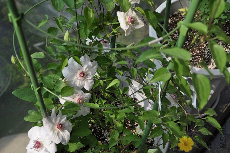 nEO_IMG_��Ƭ 009.jpg