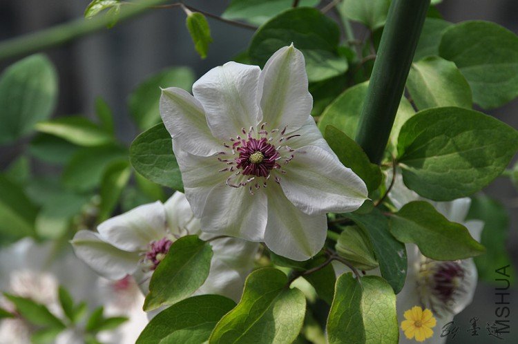 nEO_IMG_��Ƭ 011.jpg