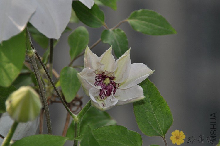 nEO_IMG_��Ƭ 013.jpg