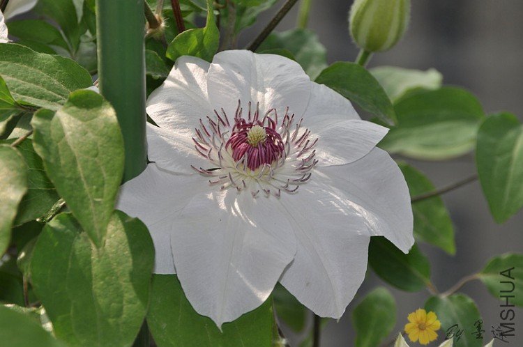 nEO_IMG_��Ƭ 012.jpg