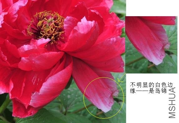 �Ļ�����ͼ