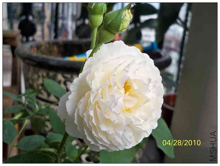 ŷ���³�˹�ؽ���10-04-28C.jpg