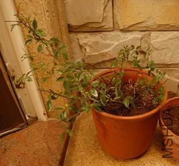 DSC_0045.jpg