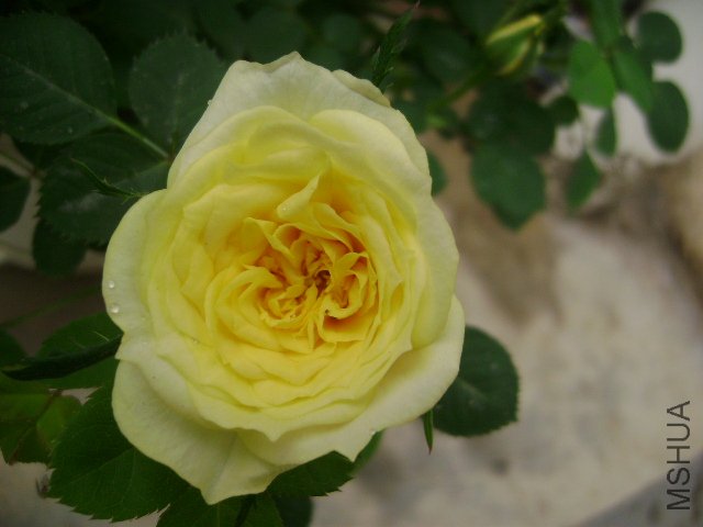 DSC01188.JPG