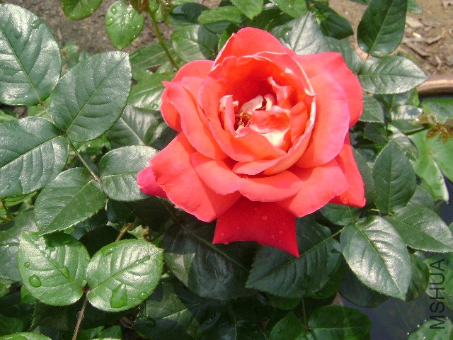 DSC01260.JPG