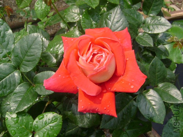 DSC01256.JPG