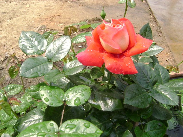 DSC01255.JPG