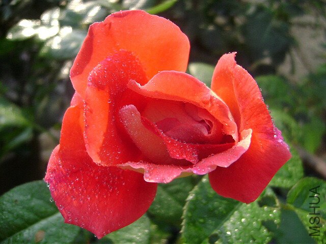 DSC01508.JPG