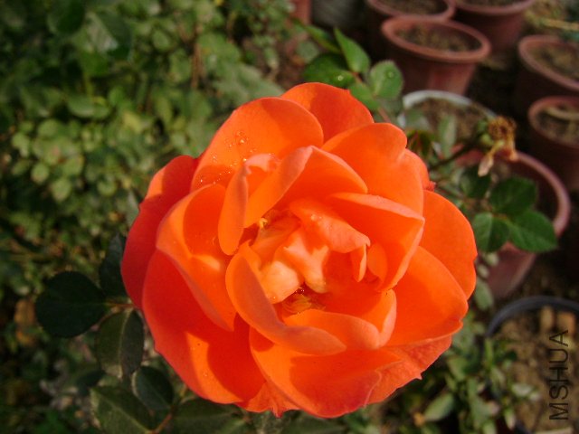 DSC02531.JPG