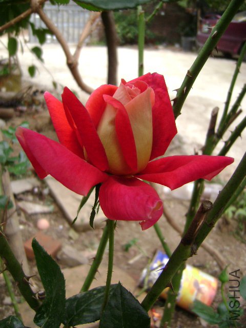 DSC02516.JPG