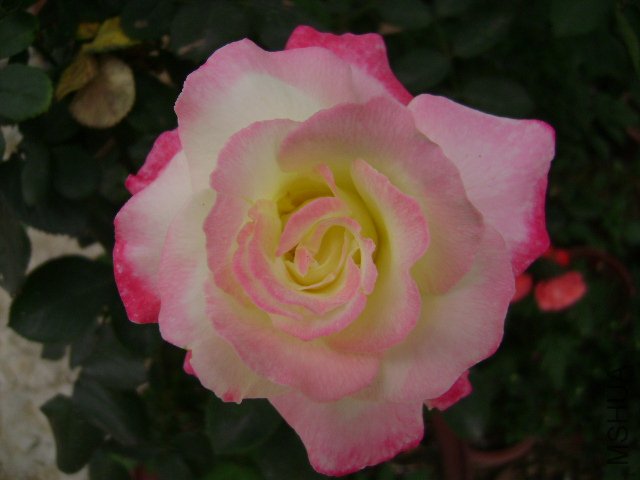 DSC02792.JPG