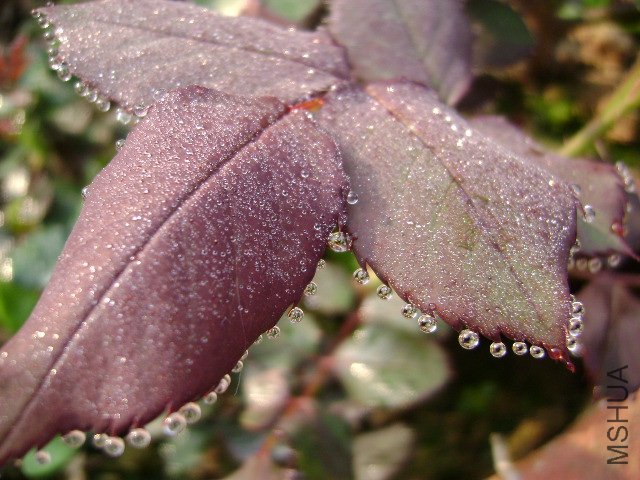DSC02634.JPG