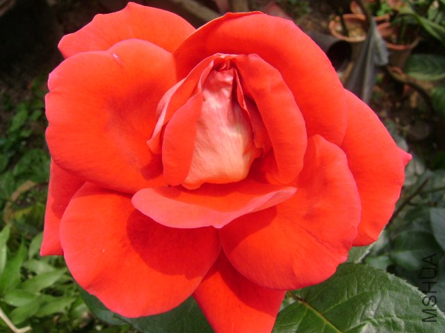 DSC03627.JPG