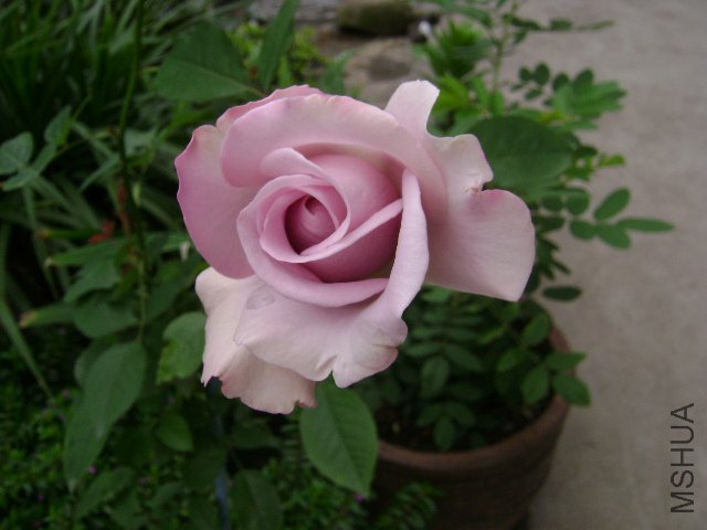 DSC03208.JPG