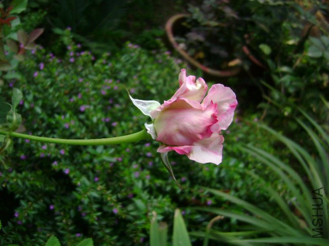 DSC03659.JPG