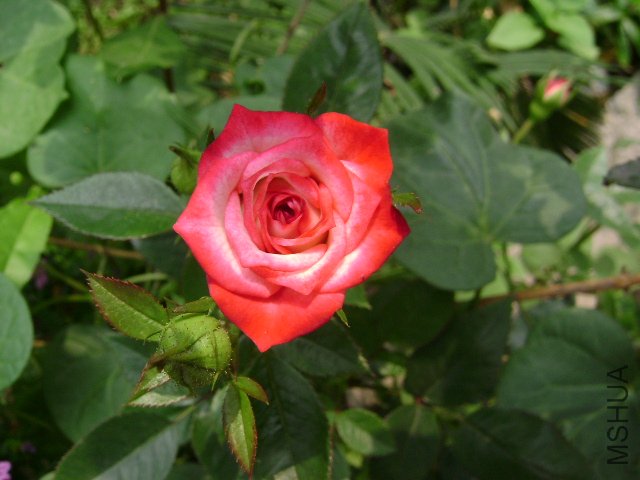 DSC03628.JPG