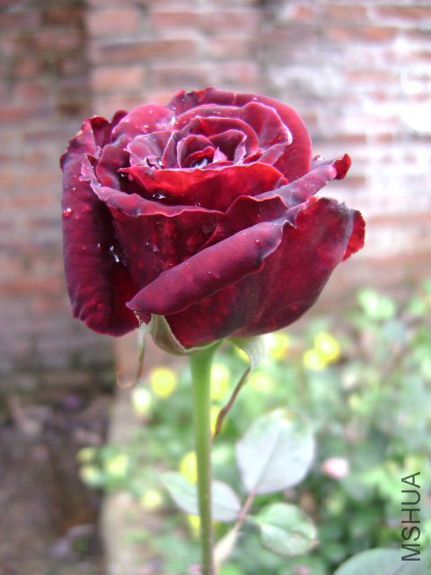 DSC03065.JPG