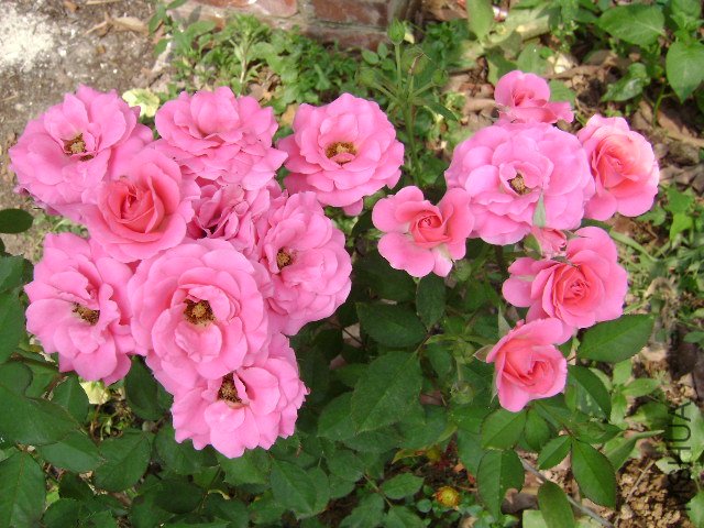 DSC03865.JPG