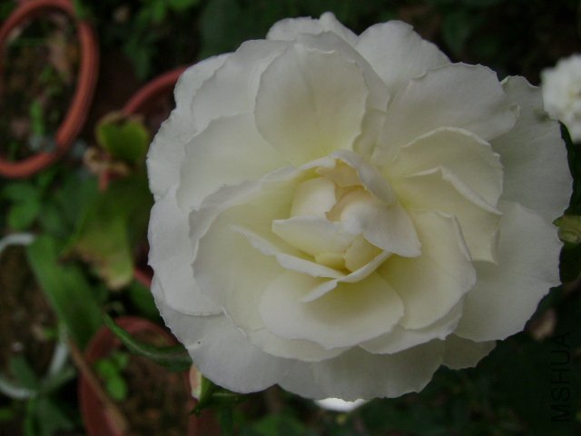 DSC02950.JPG