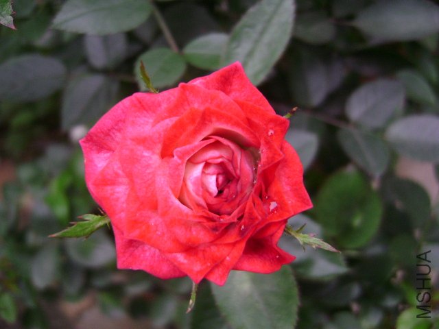 DSC03113.JPG
