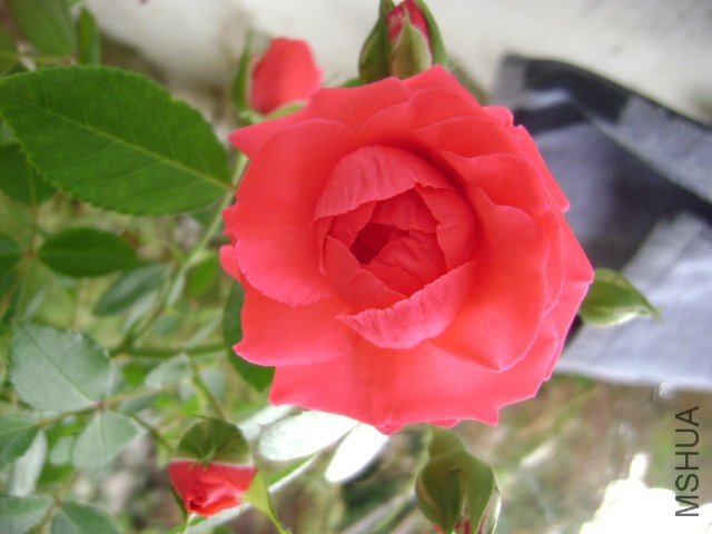 DSC03925.JPG