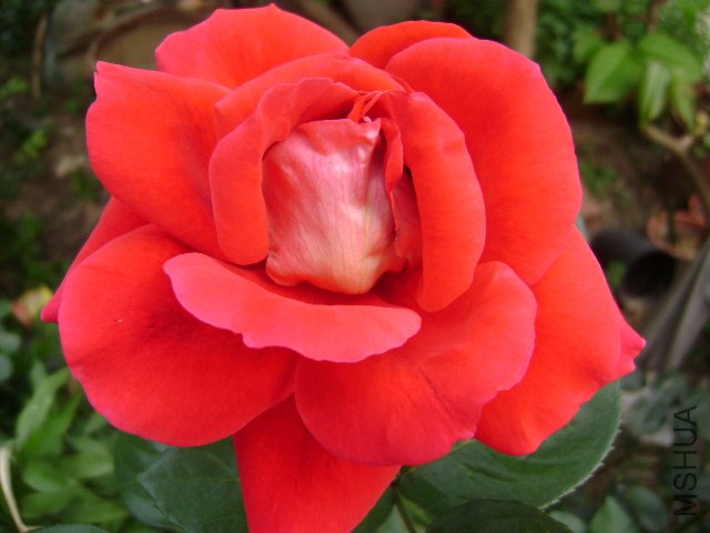 DSC03635.JPG