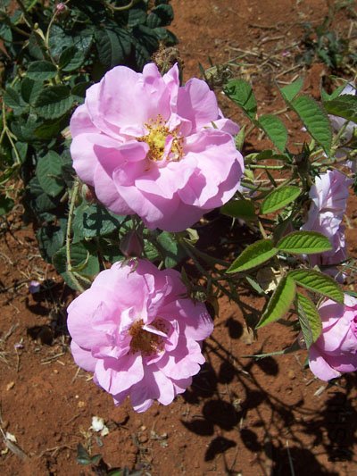100_7637.JPG