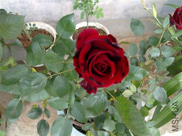 20100429587_����.jpg