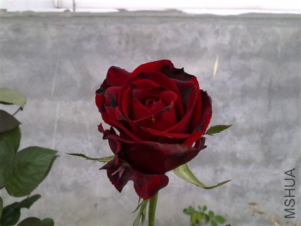 20100429585_����.jpg