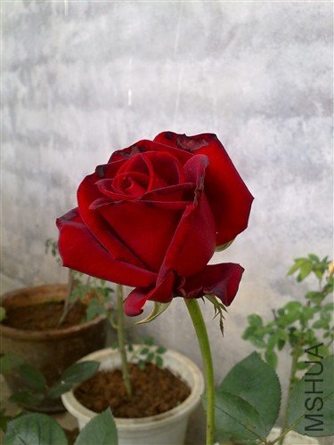 20100429586_����.jpg