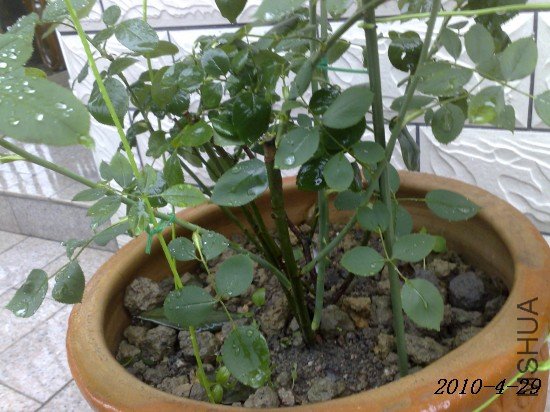 201004291604m.jpg