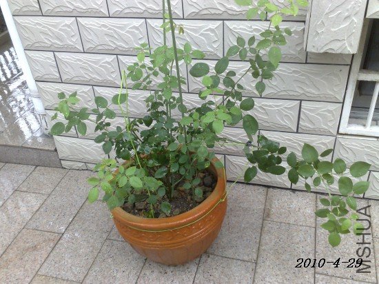 201004291605m.jpg