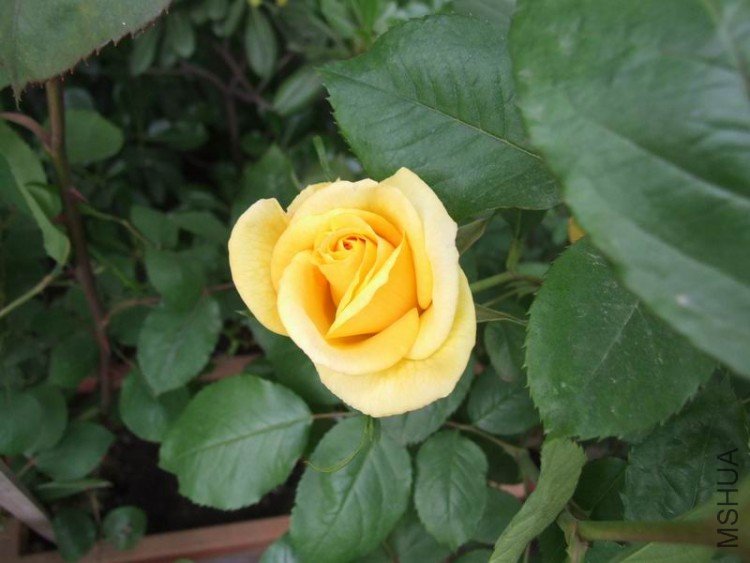DSCF0782.JPG