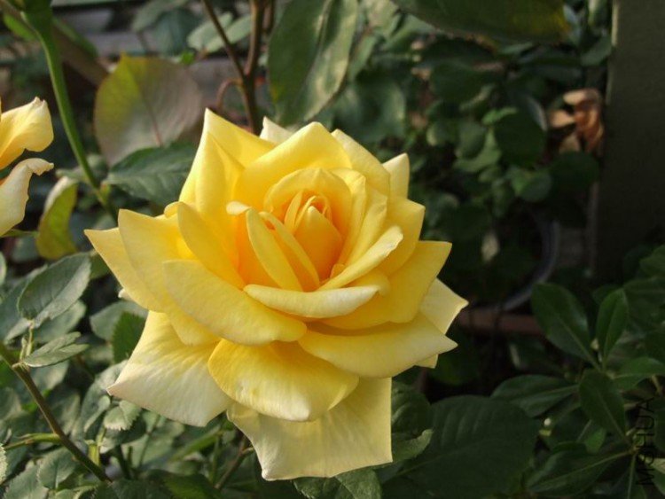 DSCF0806.JPG