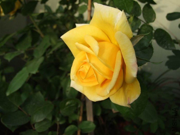 DSCF0803.JPG