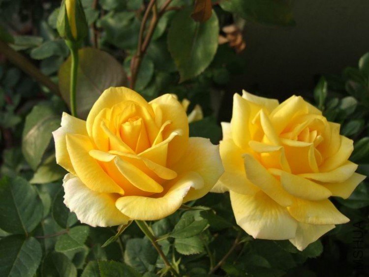 DSCF0807.JPG