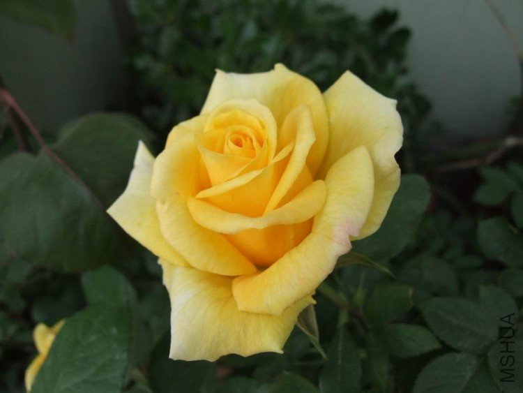 DSCF0779.JPG