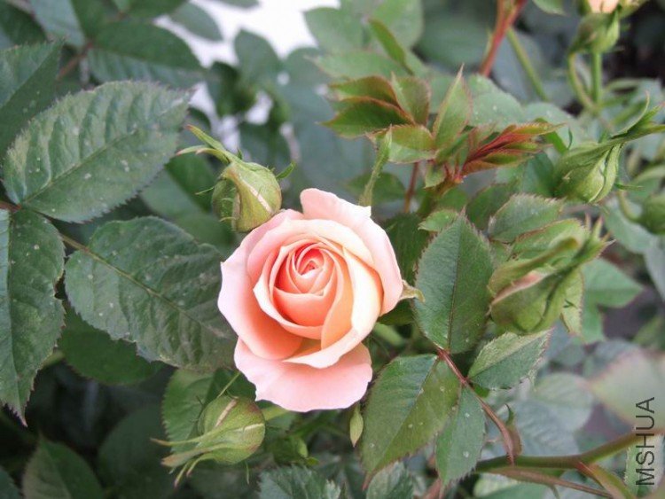 DSCF0813.JPG