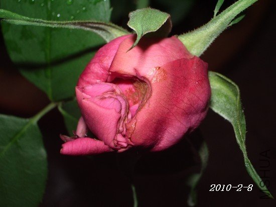 IMGP0106m.jpg