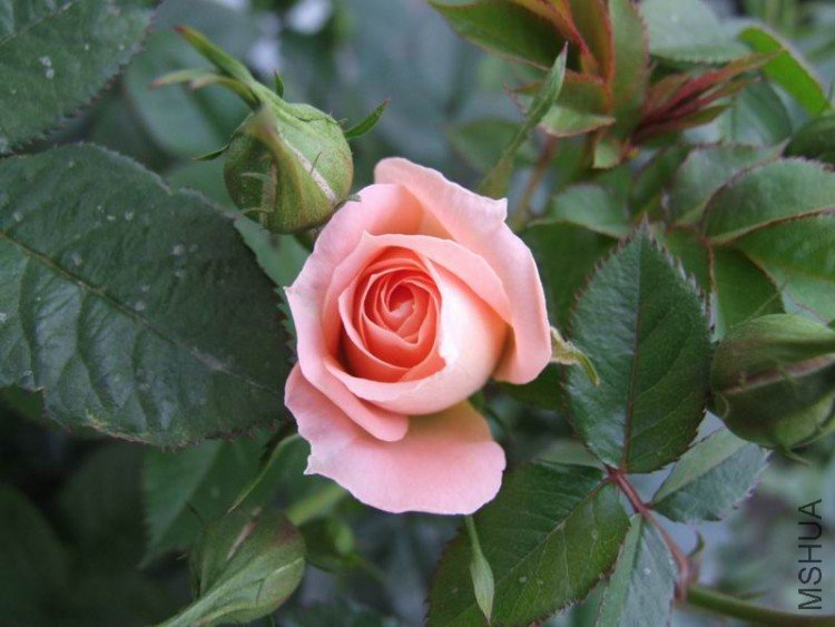 DSCF0797.JPG