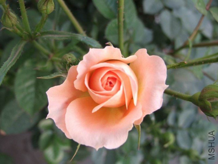DSCF0812.JPG