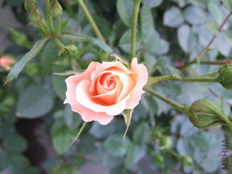 DSCF0796.JPG