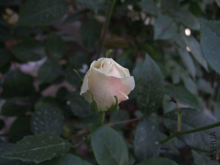 DSCF0794.JPG